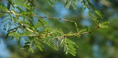 Acacia xanthophloea, Kruger National Park