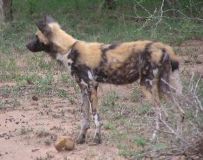African wild Dog, Kruger National Park