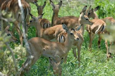 Antelope: impala, Kruger National Park