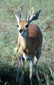 Antelope: steenbok, Kruger National Park