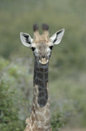 Baby giraffe, Kruger National Park wildlife