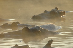 Backpacker hostels in Kruger Park: hippos