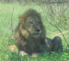 Big 5: lion, Kruger National Park