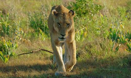 Big 5: lioness, Kruger National Park