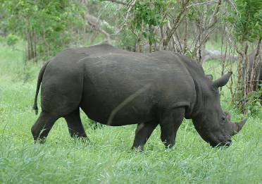 Big 5: rhinoceros, Kruger National Park