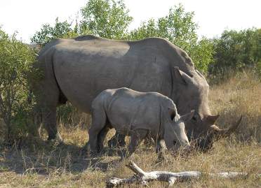 Big 5: rhinos, Kruger National Park