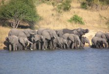 Big five: elephants, Kruger National Park
