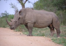Big five Kruger: rhino, Kruger National Park