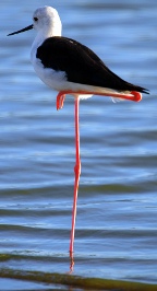 Black-winged stilt, Kruger National Park