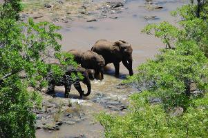 Budget Kruger safari: elephants, Kruger National Park
