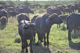 Cape buffalo herd, Kruger National Park
