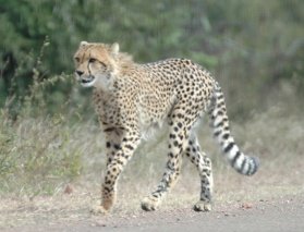 Cheetah, Kruger National Park