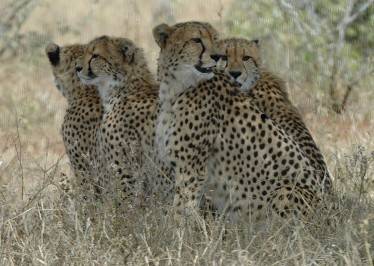 Cheetahs, Kruger National Park