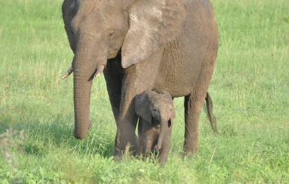 Elephant Kruger: Mother and calf, Kruger National Park