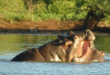 Fighting hippos, Kruger National Park