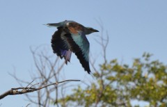 Flights to Kruger National Park: lilac-breasted roller