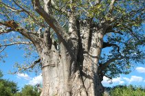 Flora: baobab tree, Kruger National Park
