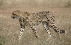 Game: cheetah, Kruger National Park