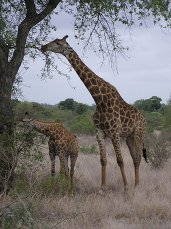 Giraffes, Kruger National Park