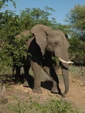 Kruger animals: elephant, Kruger National Park