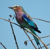 Kruger birds: lilac-breasted roller, Kruger National Park