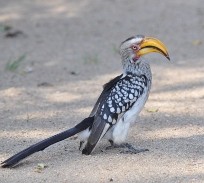 Kruger birds: yellow-billed hornbill, Kruger National Park