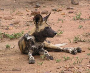 Kruger dog: wild Dog, Kruger National Park