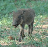 Kruger game: warthog piglet, Kruger National Park