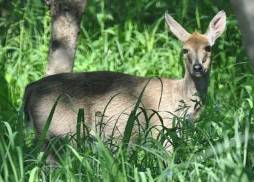 Kruger National Park animal checklist: grey duiker