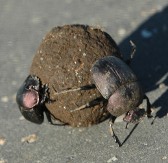Kruger National Park animals: dung beetles