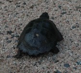 Kruger National Park animals: terrapin
