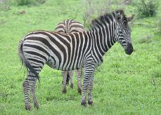 Kruger National Park animals: zebra