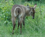 Kruger National Park antelope: waterbuck