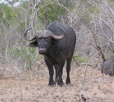Kruger National Park big five: buffalo