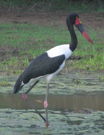 Kruger National Park bird list: saddle-billed stalk