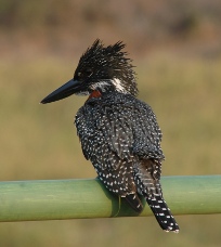 Kruger National Park birds: giant kingfisher