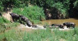 Kruger National Park Cape Buffalo crossing river