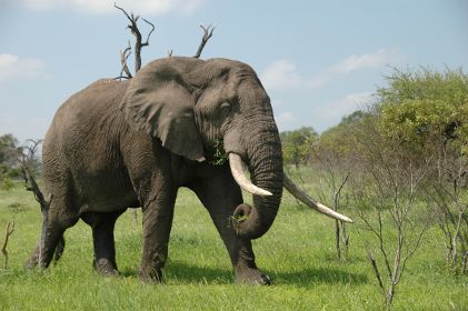 Kruger National Park elephant