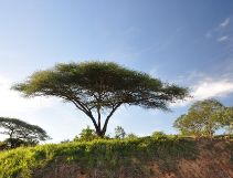 Kruger National Park flora: umbrella thorn tree