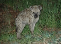 Kruger National Park game drives: hyena at night