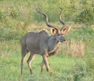Kruger National Park Guide blog: kudu