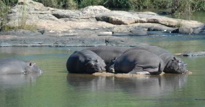 Kruger National Park hippos