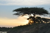 Kruger National Park Information: Sunrise