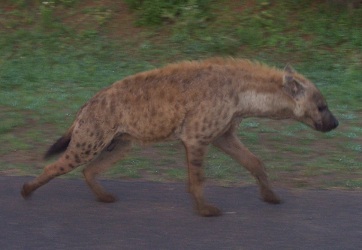 Kruger National Park opening times: hyena