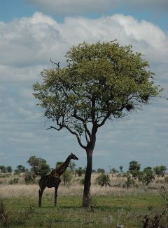 Kruger National Park safari: giraffe