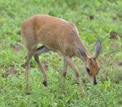Kruger National Park Travel Guide: buck