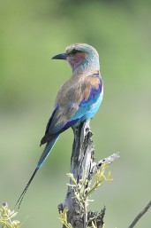 Kruger National Park Travel Guide: Lilac-Breasted Roller