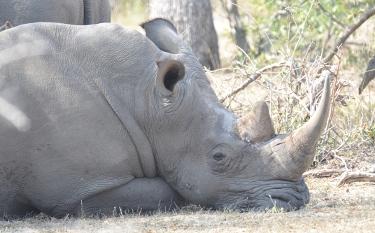 Kruger National Park weather: napping rhino