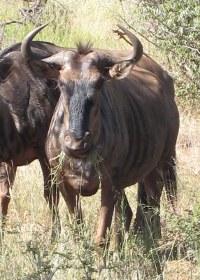 Kruger National Park wildebeest