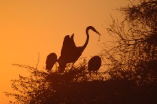 Kruger National Park wildlife: birds